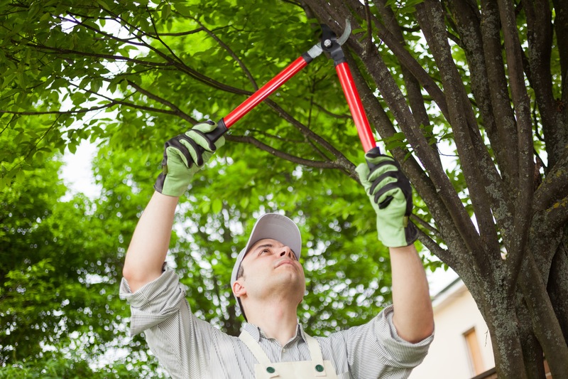 Professional tree care